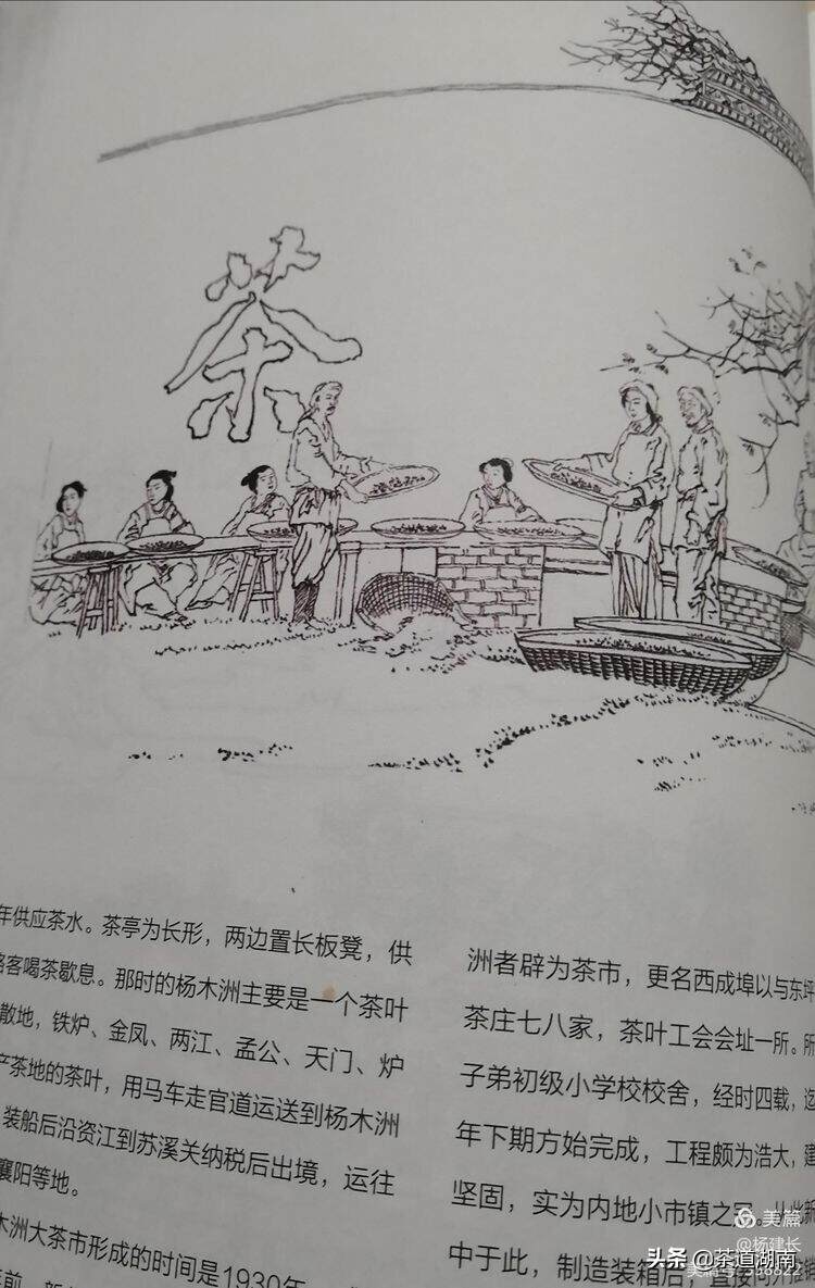 新化杨木洲：一部厚重的古线装“茶书”