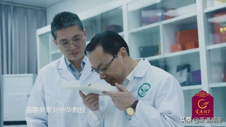 刘仲华教授团队成功破解了“宝庆桂丁茶”的品质化学密码