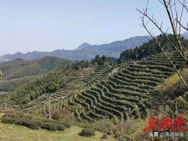 南岳区：茶产业乐了游客富了农家