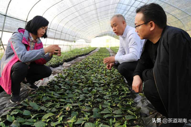 省市县领导、专家调研“邵阳红”茶产业发展