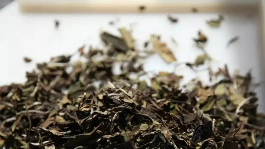 「常用版小技巧」鉴别茶叶好坏的妙招，你学会了吗？