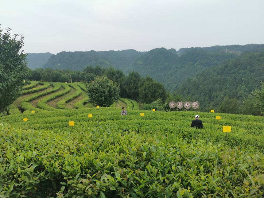 第六届“巴中云顶”茶文化旅游节在平昌县隆重开幕