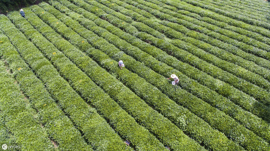世界三大 【海岸绿茶】中，有一个在中国，你知道吗
