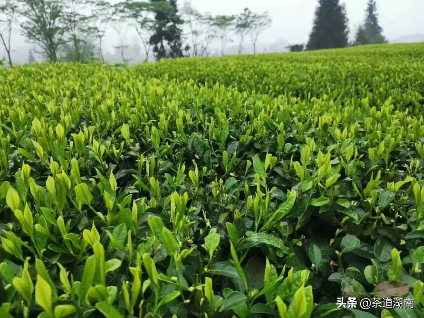 疫情未了，春茶待采，茶行业该给什么反应？