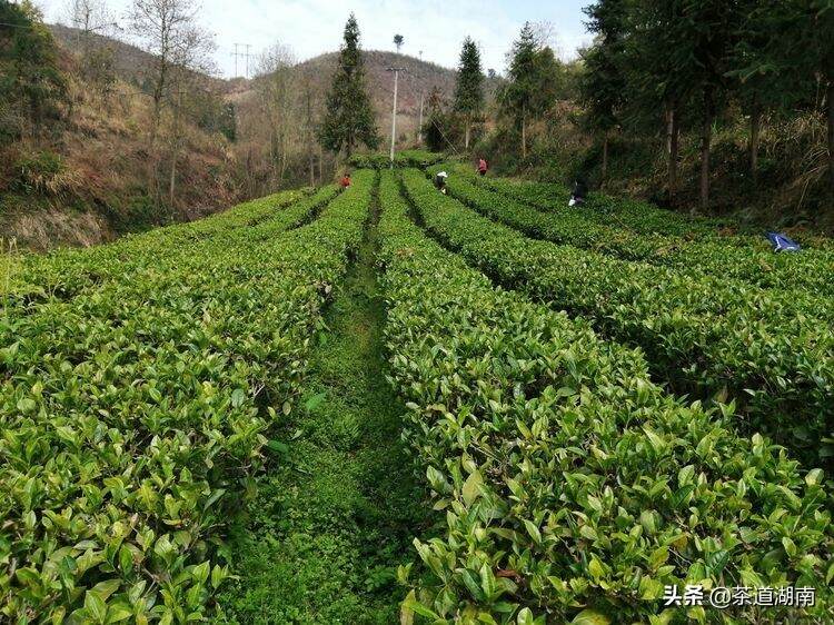 “网红带货”走进渠江薄片茶业爱心助农，让产品与体验并行