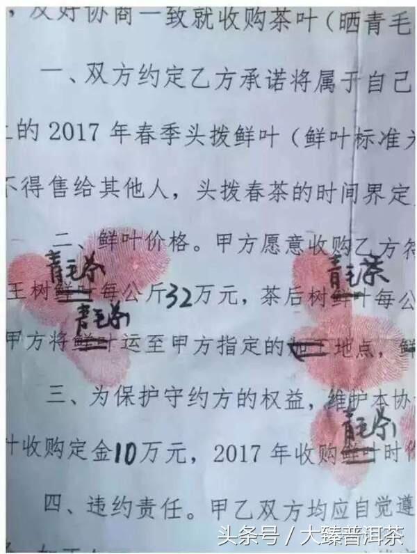 价超黄金：2017老班章茶王树普洱茶一公斤32万元