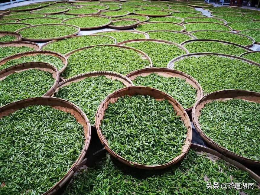 湘西黄金茶博览园项目在吉首隘口村正式启动