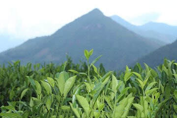 中国茶文化的精华，茶谚涉及茶的方方面面