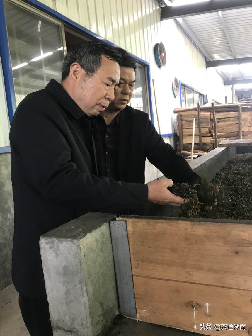 萧力争教授前往安化县湘情红茶业指导名优红茶、绿茶生产