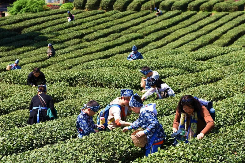 打卡4000亩蒙顶山茶核心区保护茶园，赏千亩山茶花园