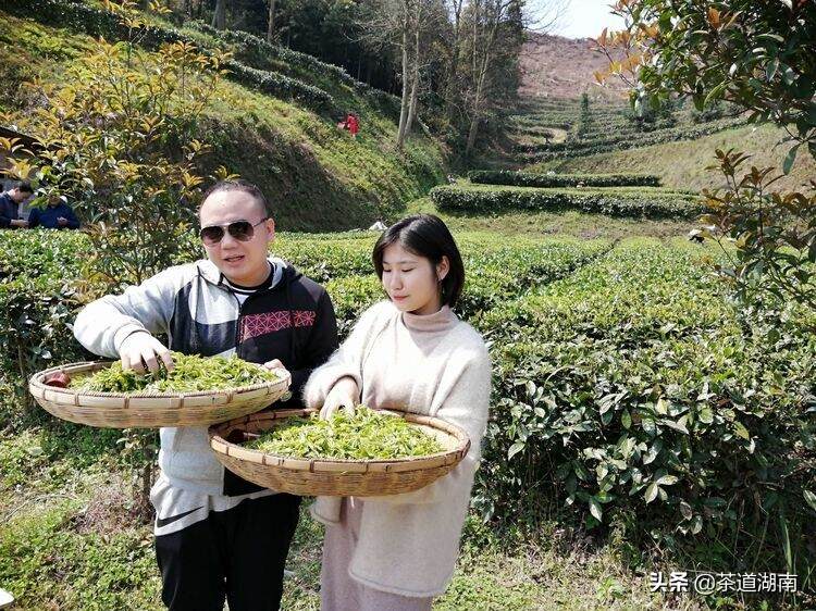 “网红带货”走进渠江薄片茶业爱心助农，让产品与体验并行