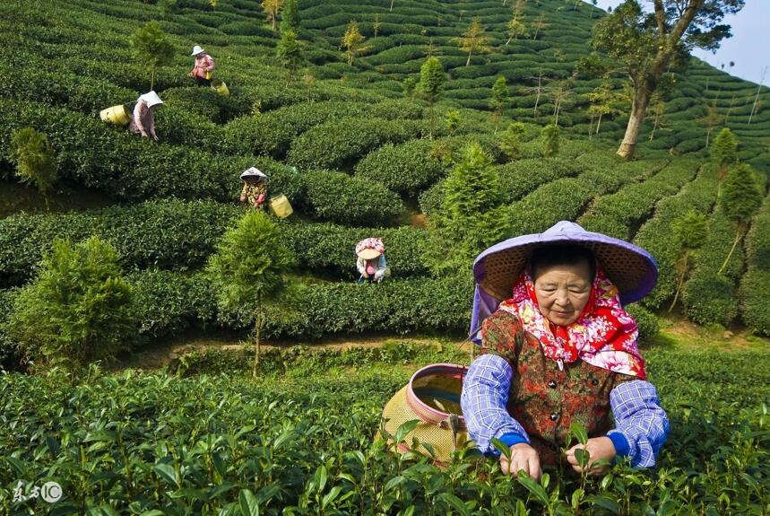 一名举人，一位农民，两段闽台茶叶百年情缘