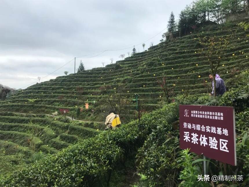四川省茶叶行业协会--赴都江堰茶溪谷调研茶旅融合新业态