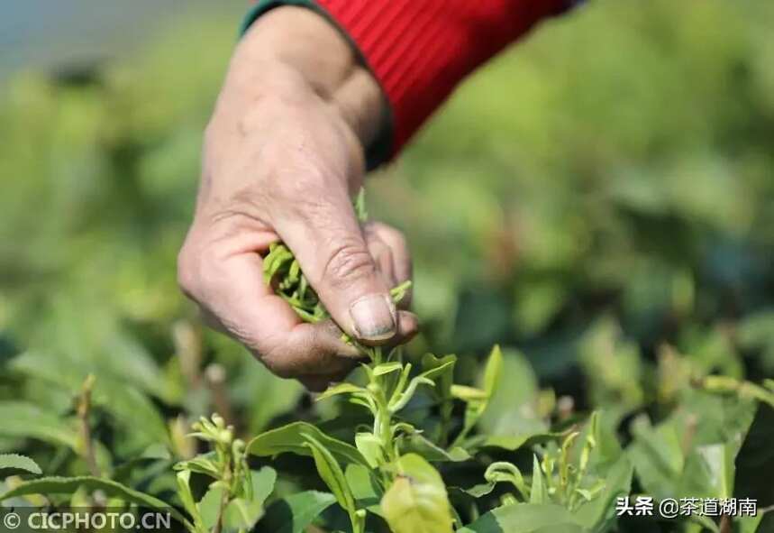 湖南双牌：瑶乡黄金春茶开采
