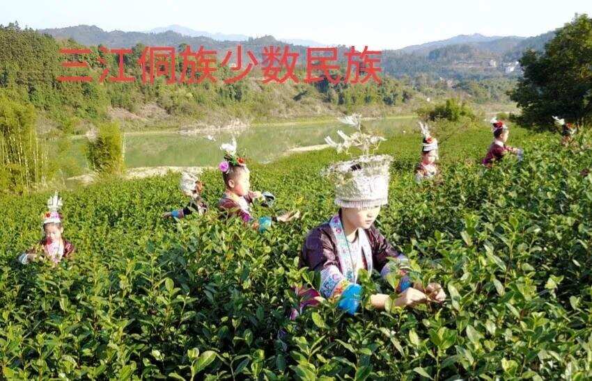 广西柳州三江茶最受外地老板们的喜爱