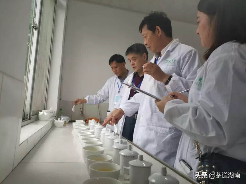 茶讯 | 长沙绿茶手工制茶比赛在金井举行