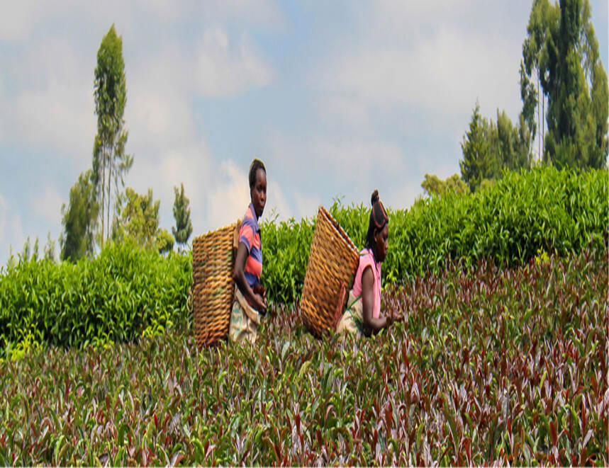 用25年时间，研发肯尼亚紫茶，采用中国绿茶工艺，口感自然无苦涩