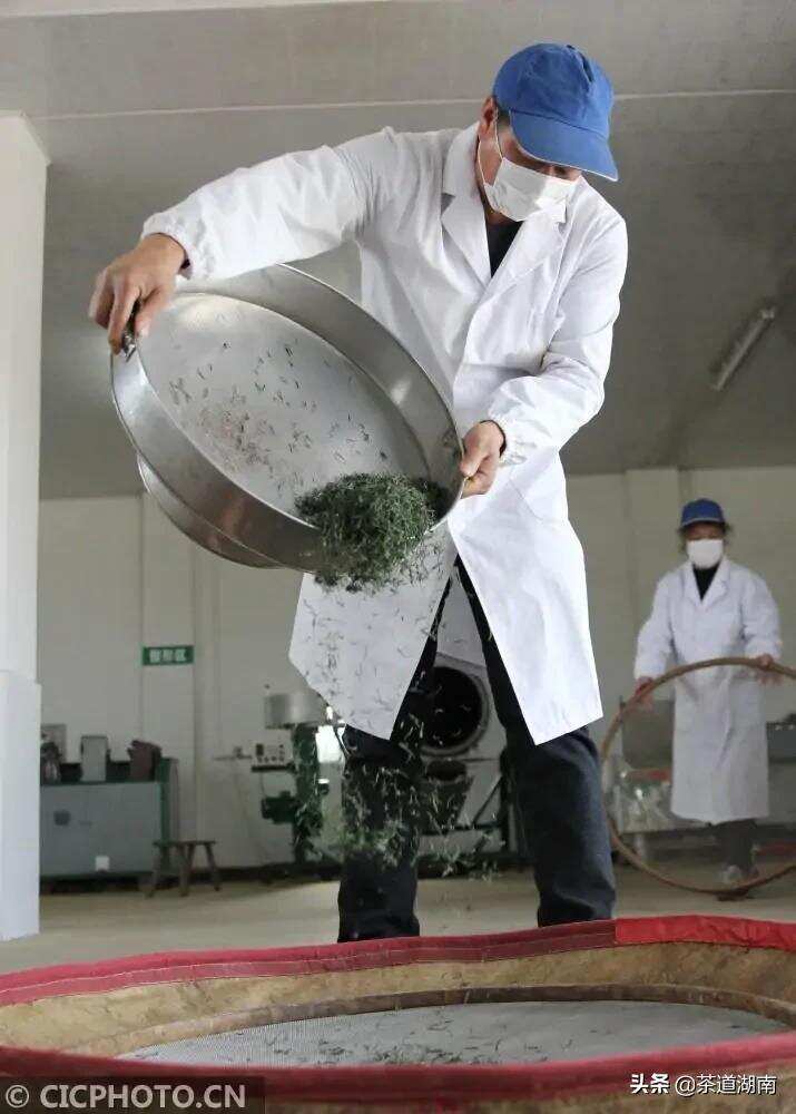 湖南双牌：瑶乡黄金春茶开采