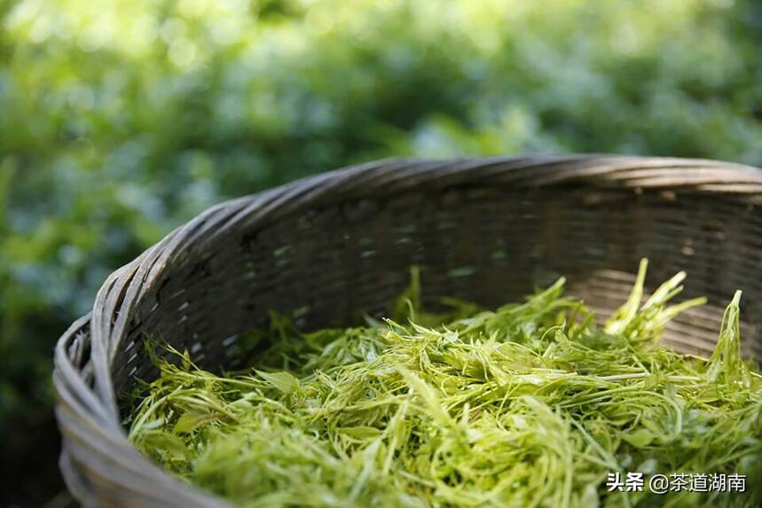 郴州嘉禾野生小莓茶变身村民增收“法宝”
