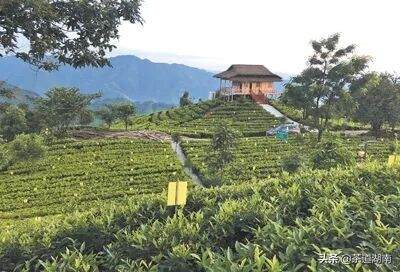 安化县黑茶产业带动10万建档立卡贫困人口脱贫致富
