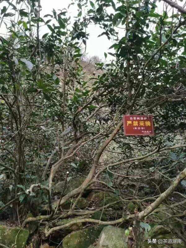 雪峰山脉野生茶树被挂牌保护