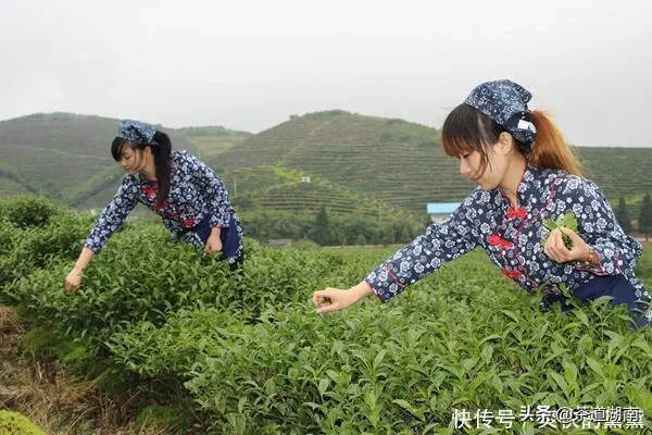 株洲茶叶种植面积达14万亩，年产量超1.2万吨