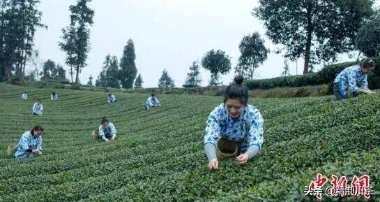 四川洪雅30万亩春茶开采陆续上市 春茶行情看涨