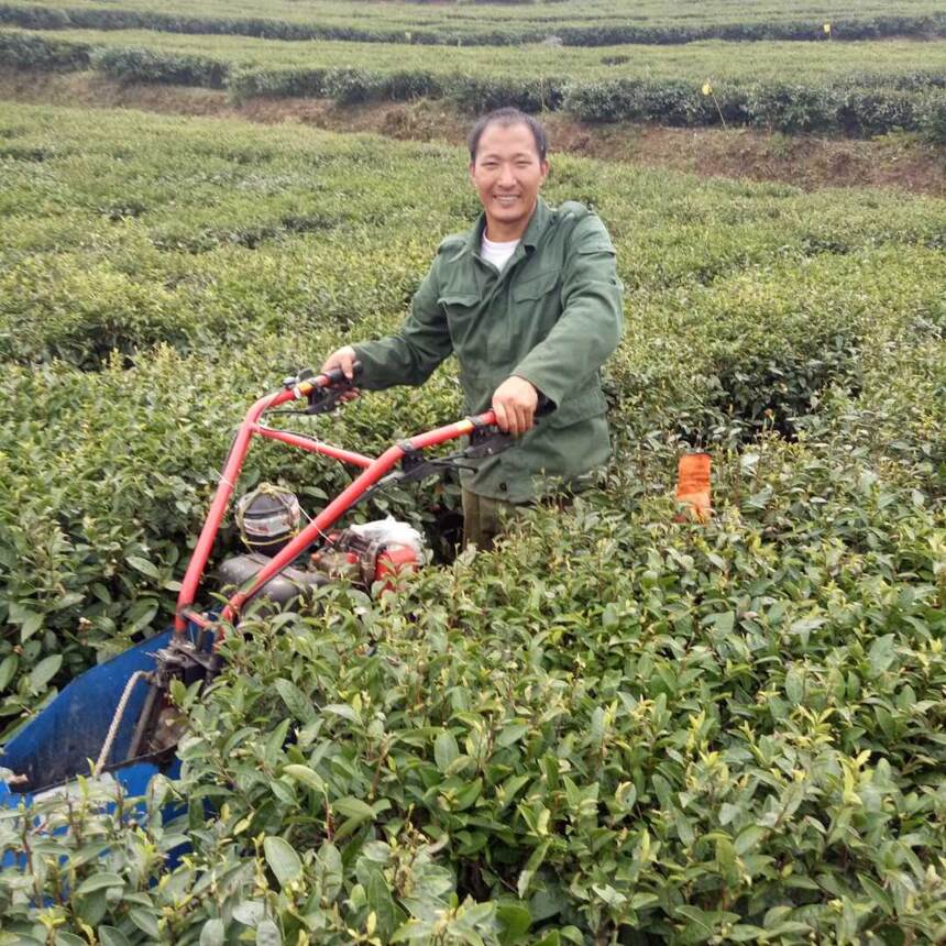 这名贵州退伍老兵举家扎根深山9年种有机茶，只为带领乡亲脱贫