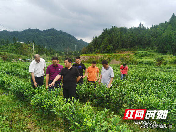 湖南省、湘西州专家调研龙山县茶产业