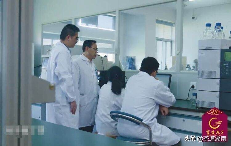 刘仲华教授团队成功破解了“宝庆桂丁茶”的品质化学密码