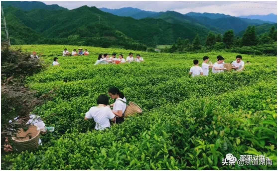 茶对联：洞口古楼茶文化生态园