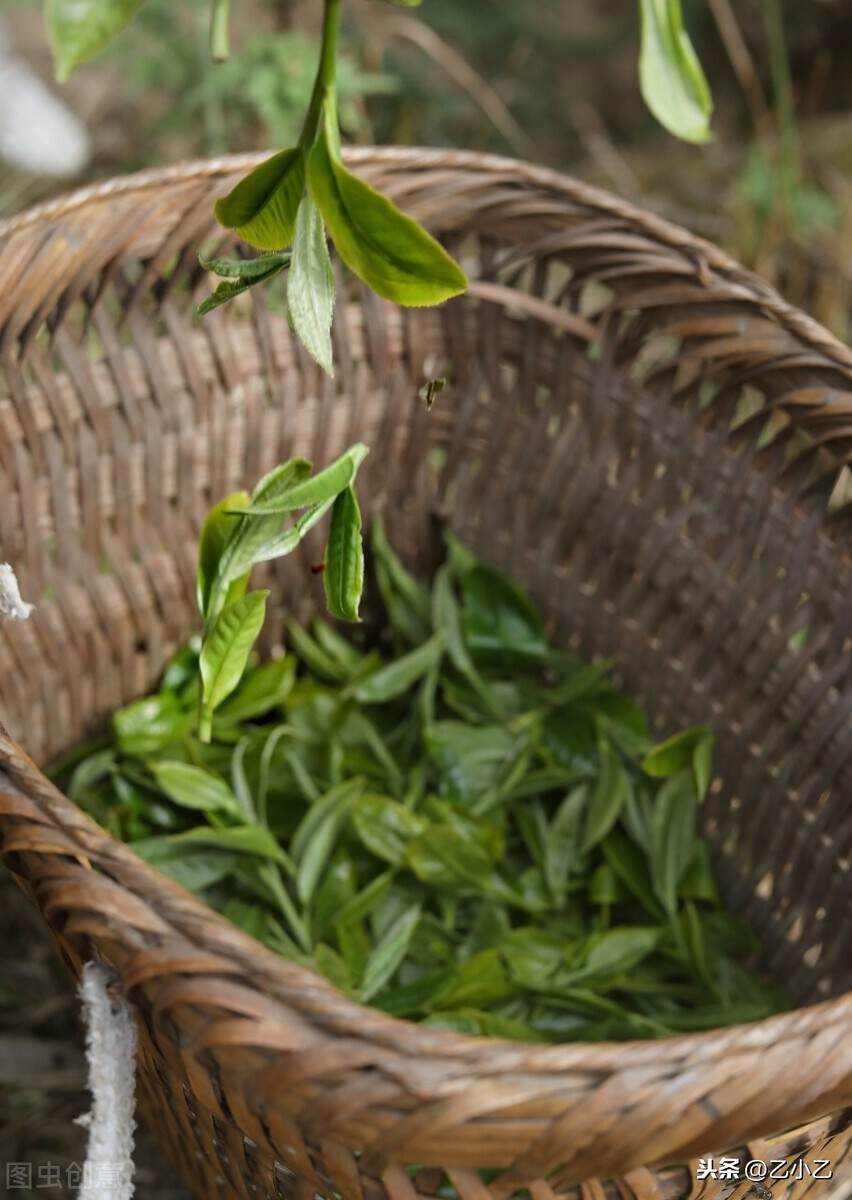 如何分辨大树茶与台地茶？
