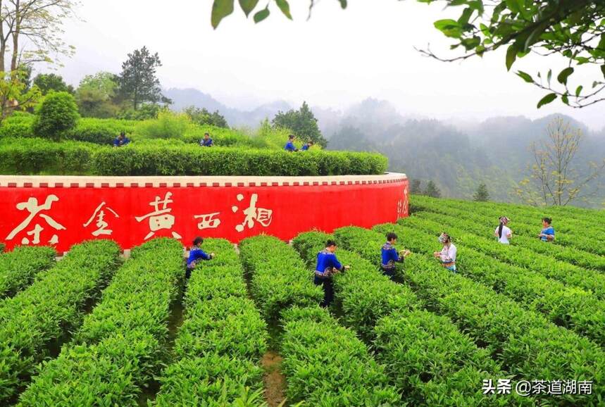 湖南吉首：茶旅融合美了乡村富了民