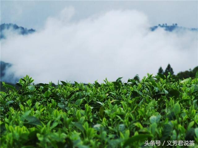 安化茶叶的“黑与红”｜如日中天的“黑茶”与重拾山河的“红茶”