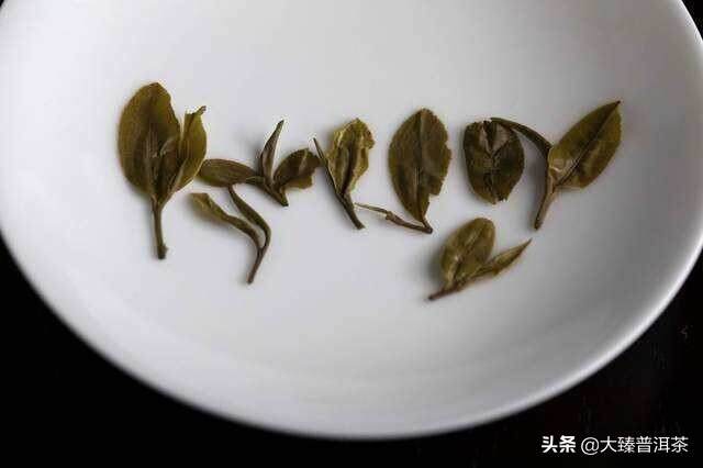 云南的贡茶好像大都是中小叶种 (大臻论茶320)