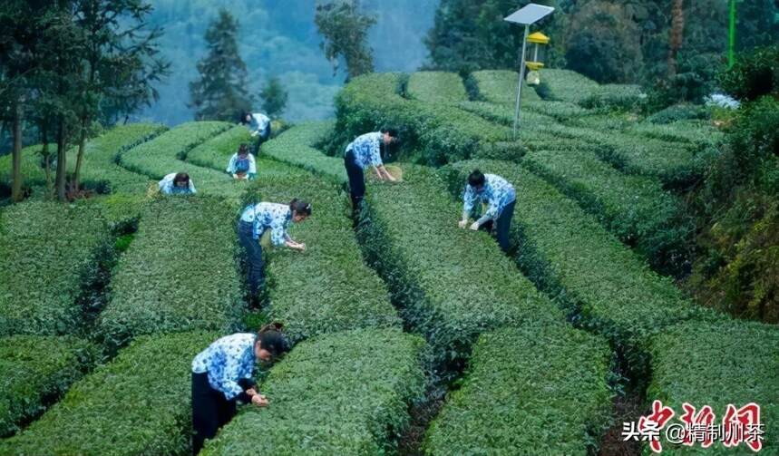 四川洪雅30万亩春茶开采陆续上市 春茶行情看涨