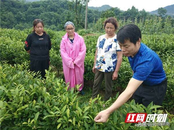 苦心孤诣茶飘香——湖南省吉首市挂职副市长王润龙与他的黄金茶梦