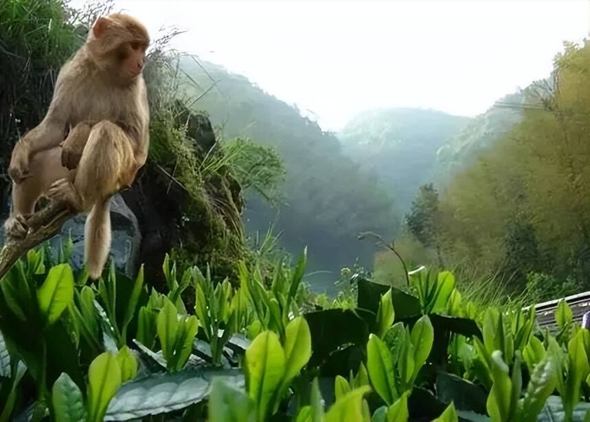 太平猴魁是什么茶