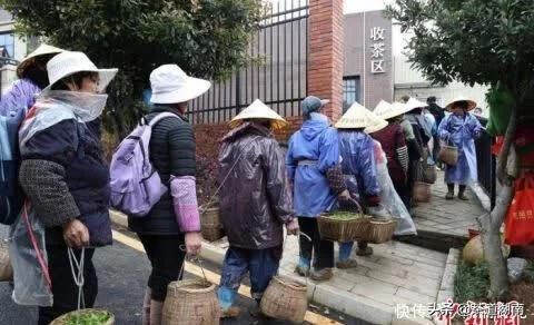 湖南桂阳产煤村产业蜕变：一片小茶叶铺就一条致富路