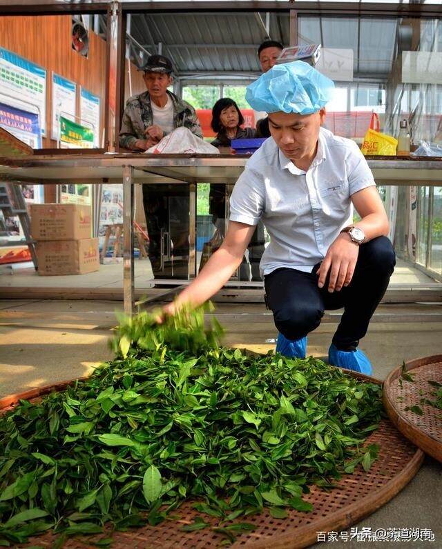 小河野生茶生产正当时