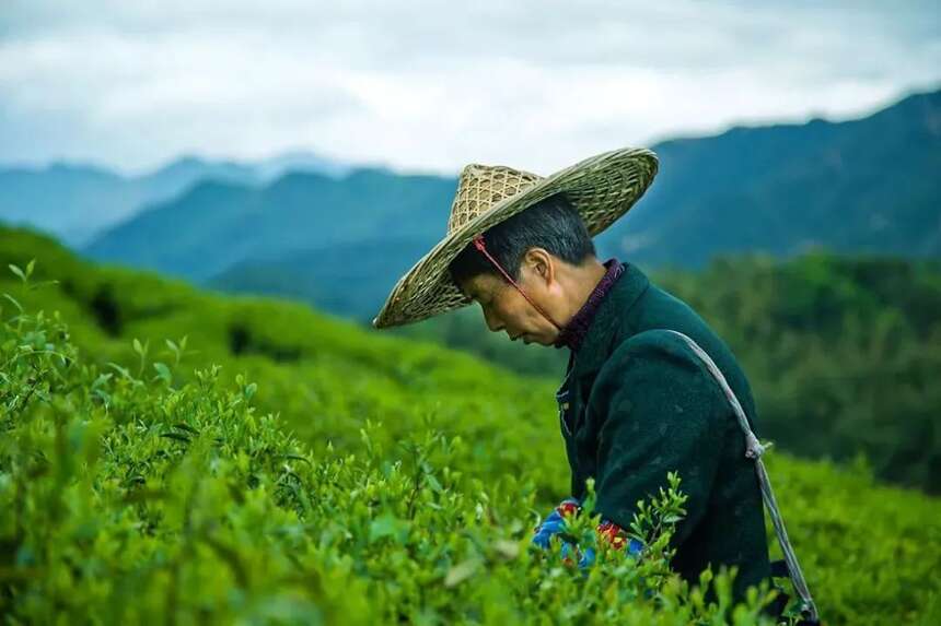 文化遗产里的中国茶，哪个来自你的家乡？