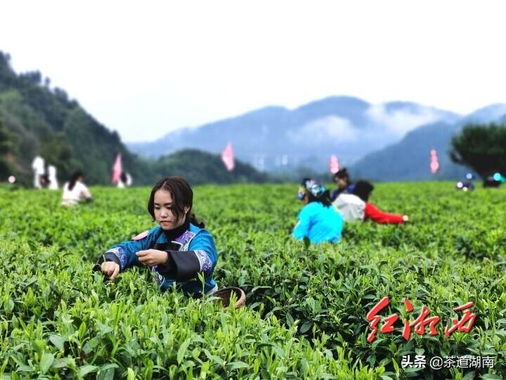 吉首市举办湘西黄金茶“金手指”手工采茶技能大赛