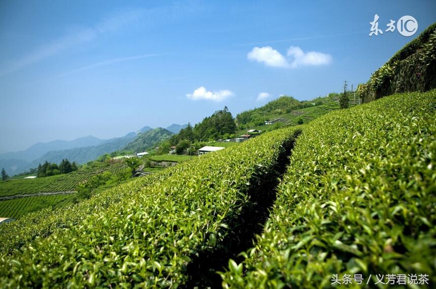 茶叶稀土超标，后果真的很严重吗？