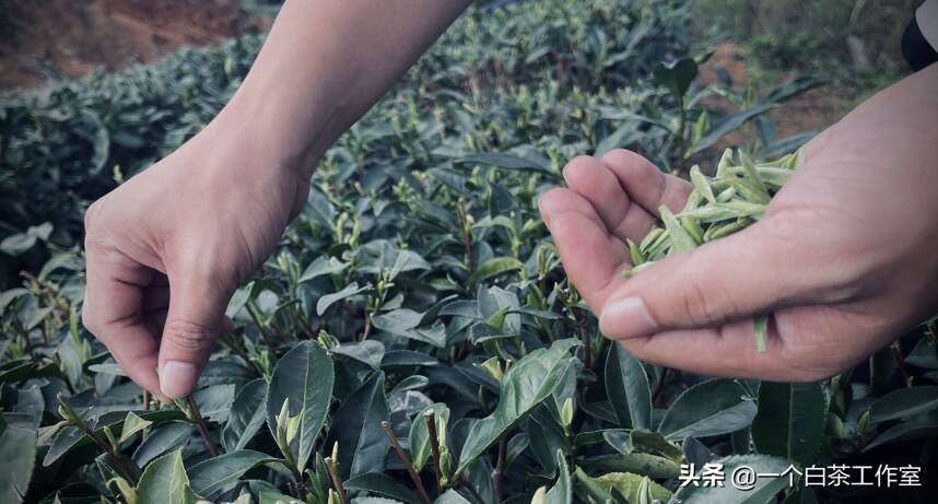 你知道白茶为什么是微发酵茶吗？