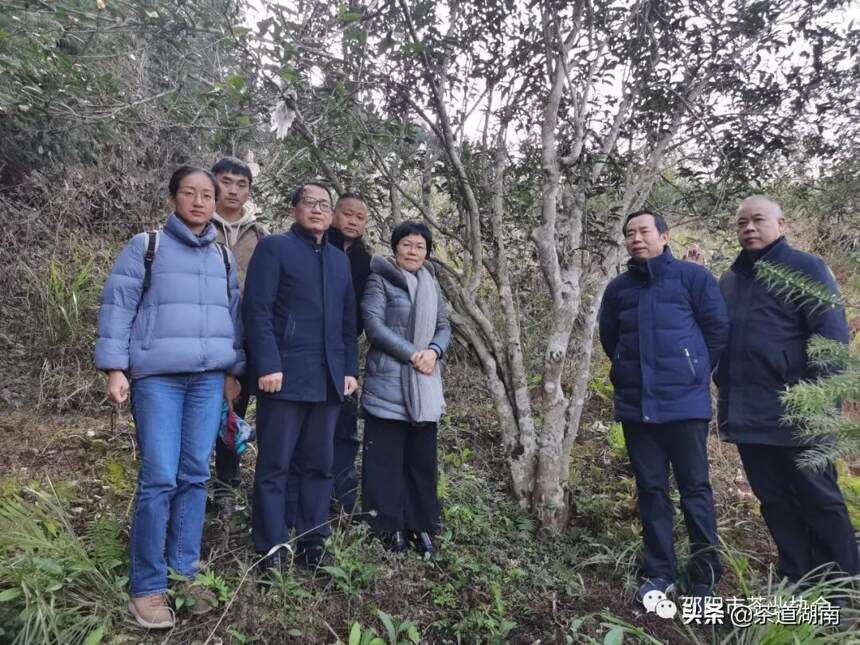 湖南农业大学专家组调研城步峒茶