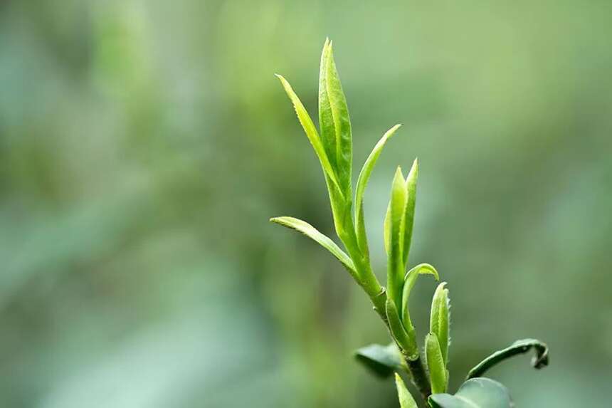 清新高雅的高山绿茶“竹叶青”，口感鲜醇、香气馥郁、汤色清透