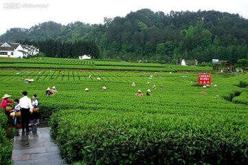 中国茶文化的精华，茶谚涉及茶的方方面面