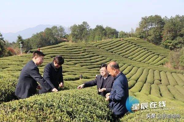 湘茶集团保护价购茶，12万亩茶园开采忙