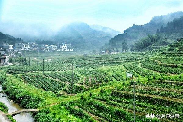 衡阳9.7万亩可采摘茶园全面开采，本土春茶已开始上市