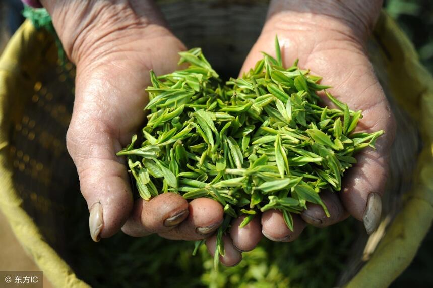 20万元一公斤的“天价茶”，你不买，为何总有人买？